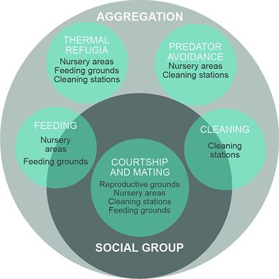 Manta and devil ray aggregations: conservation challenges and developments in the field